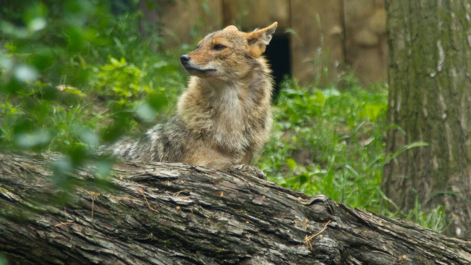 Waldbewohner: Der Goldschakal kann sich an verschiedene Lebensräume anpassen.