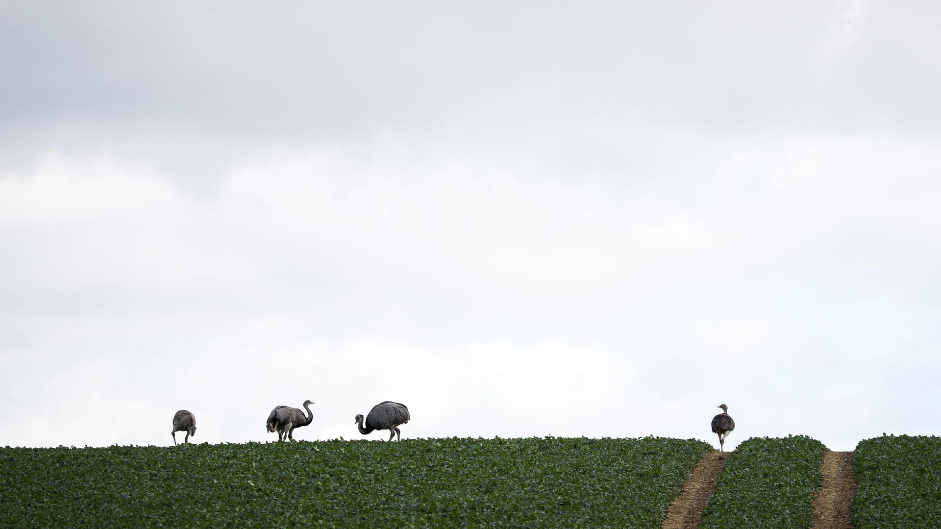 Die Nandus im Grenzland von Mecklenburg-Vorpommern und Schleswig-Holstein stammen von einer Handvoll Tiere ab, die um die Jahrtausendwende aus einem Gehege bei Lübeck ausgebrochen waren.