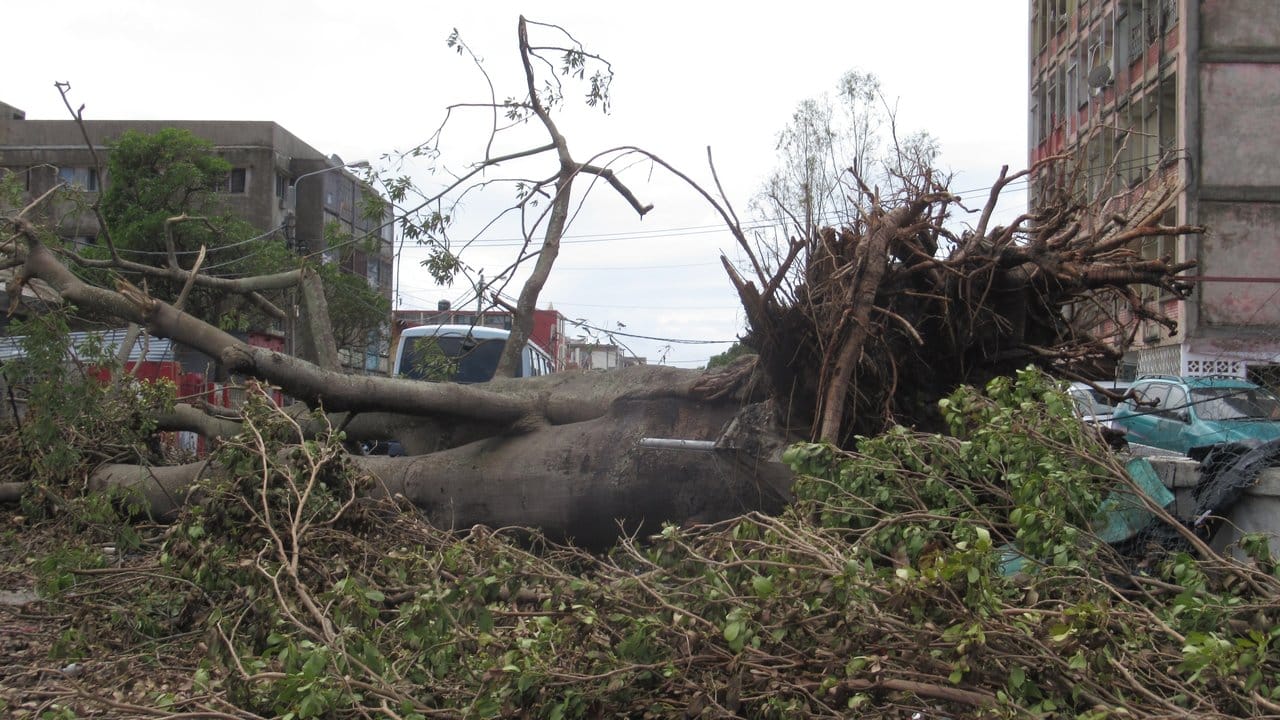 Nach dem Sturm: Ein entwurzelter Baum liegt auf einer Straße.