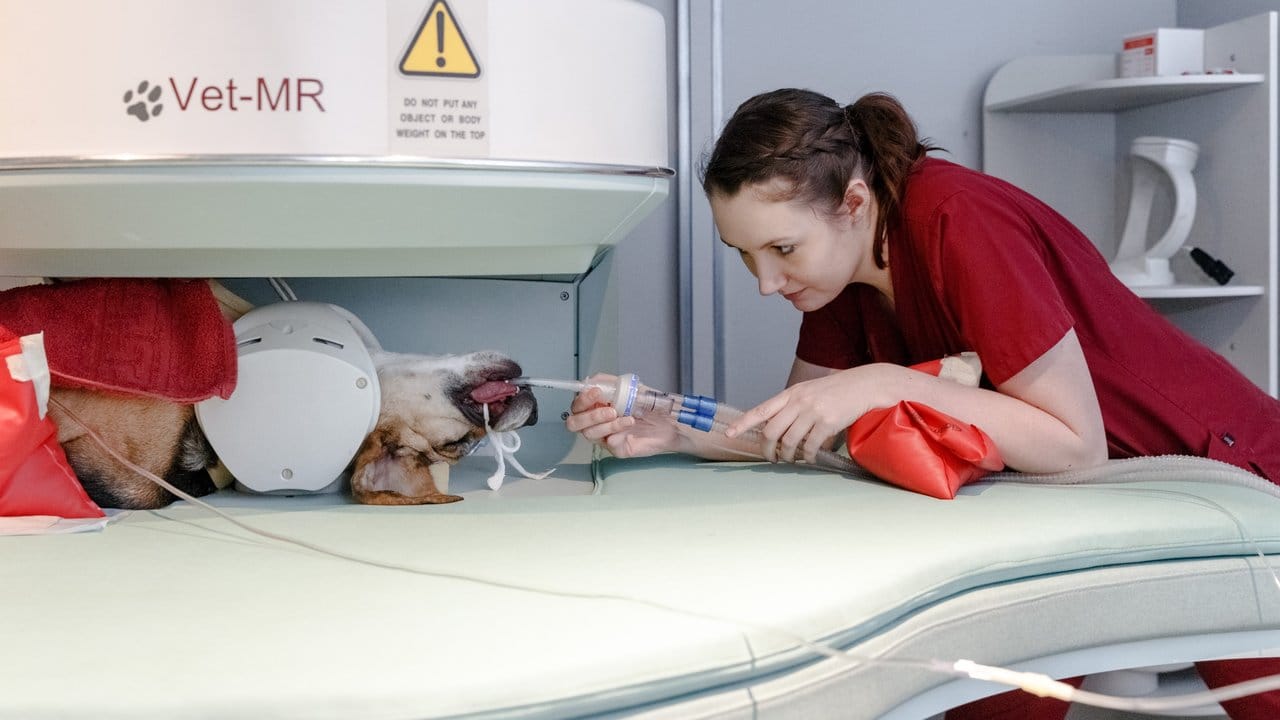 Ronja Nägel überwacht einen Hund in Narkose, der in einem Kernspintomographen liegt.