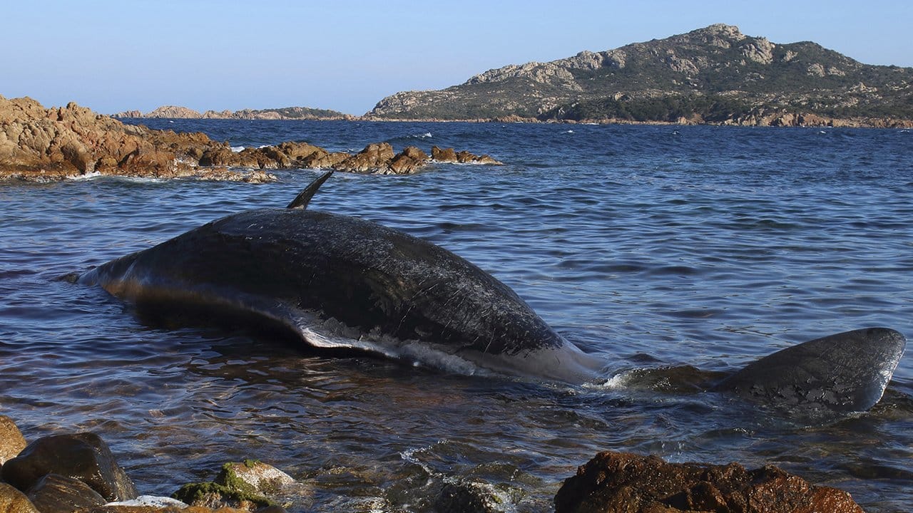 Der tote Potwal wurde vor der italienischen Urlaubsinsel Sardinien entdeckt.