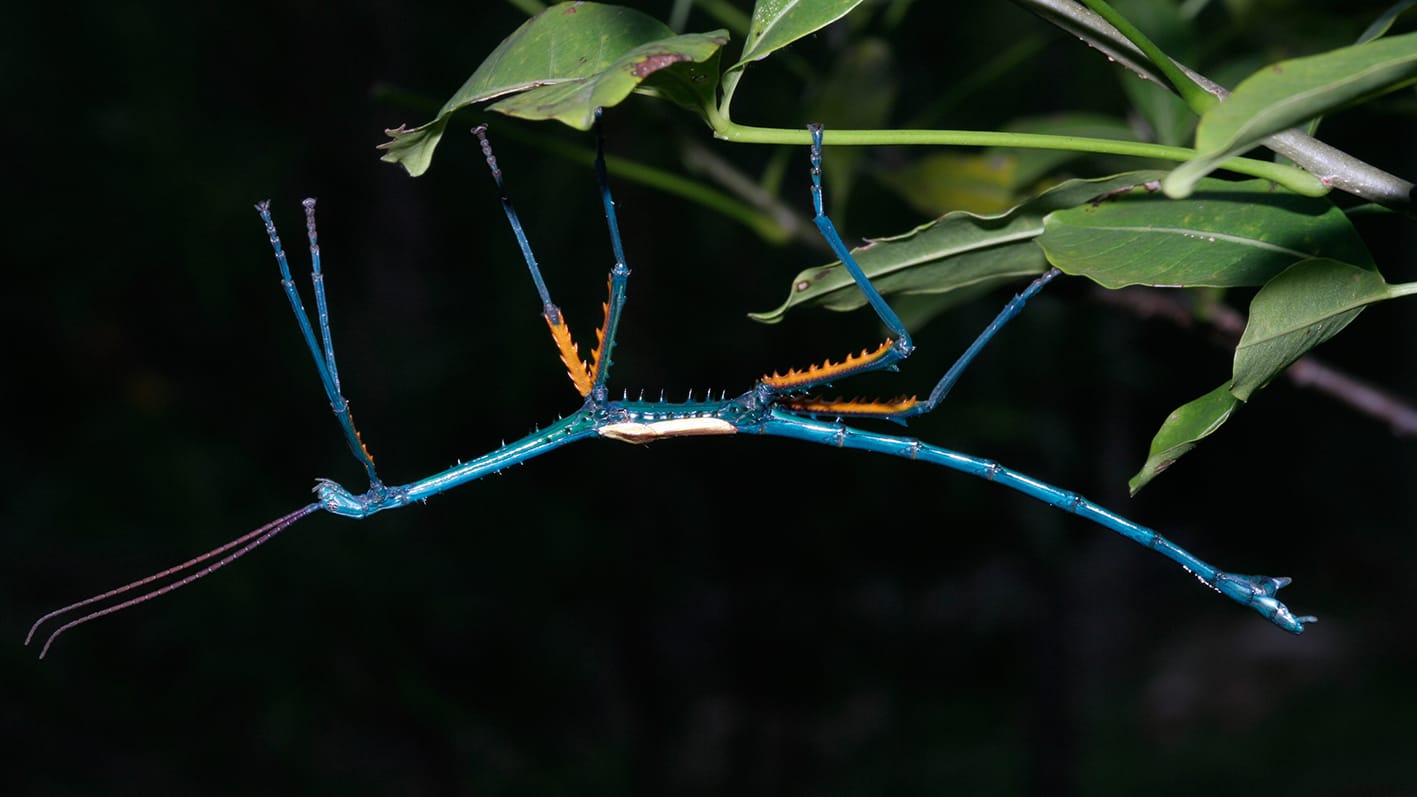 Riesige knallbunte Insekten auf Madagaskar gefunden