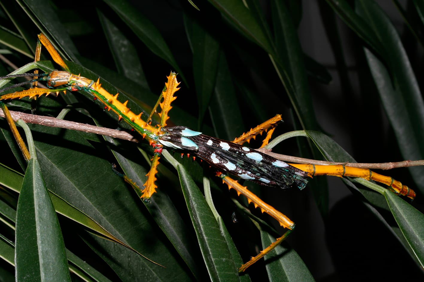 Riesige knallbunte Insekten auf Madagaskar gefunden