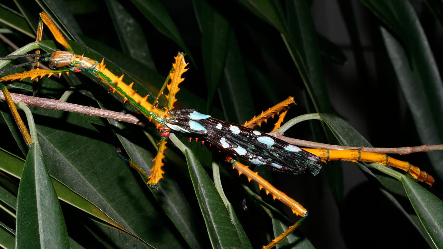 Riesige knallbunte Insekten auf Madagaskar gefunden