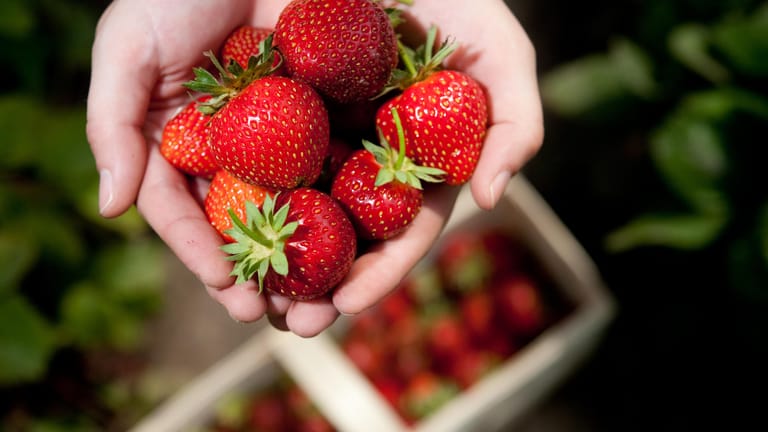 Erdbeeren verderben schnell. Am besten schmecken sie deshalb frisch gepflückt. Ernten Sie die Früchte, wenn es trocken ist. Nass gepflückte Erdbeeren verlieren schnell an Aroma. Pflücken Sie Erdbeeren immer samt ihrer grünen Kelchblätter und einem Stück vom Stiel. Das verhindert das Auslaufen des Safts.