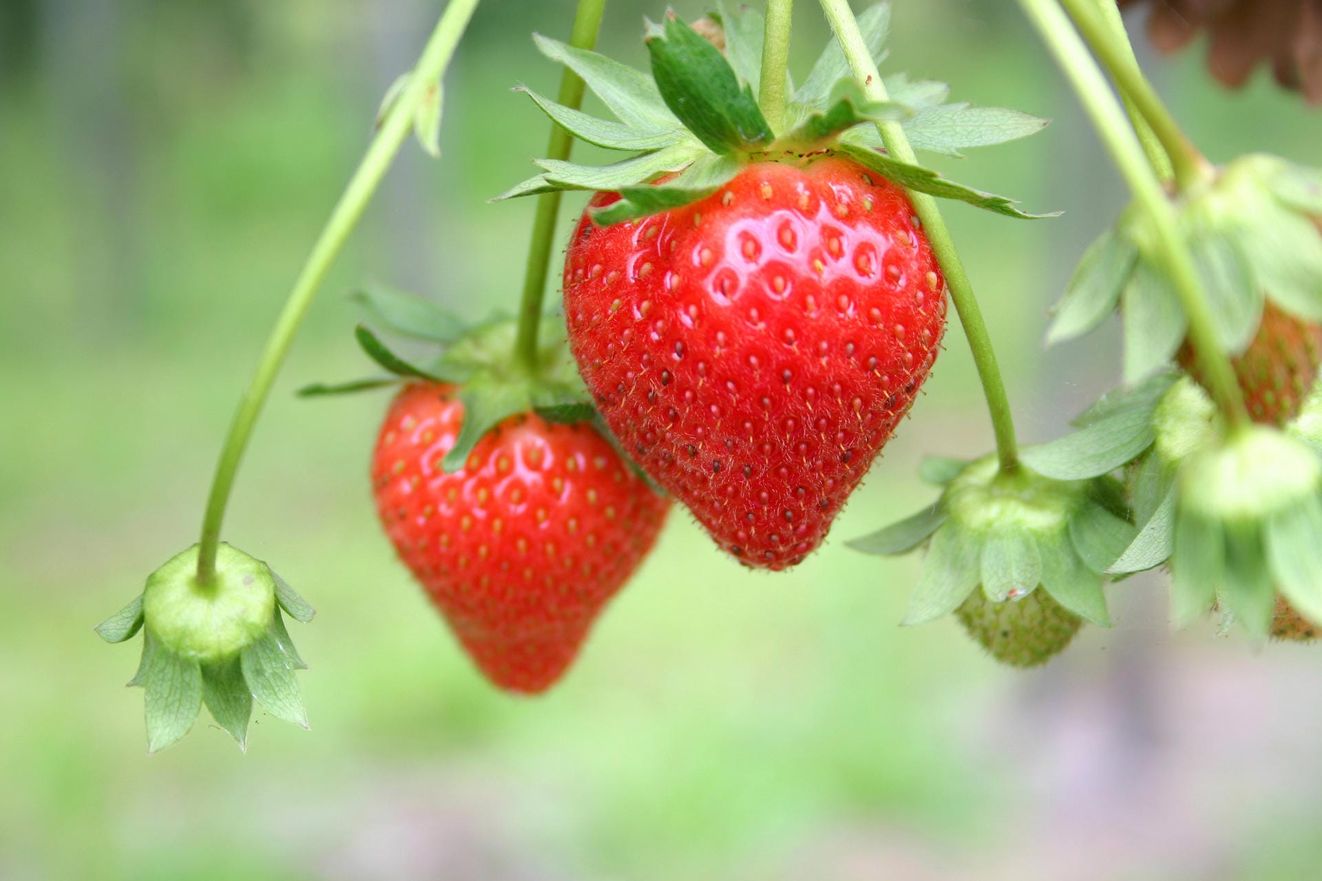 Erdbeeren sind eigentlich keine Beeren – sie gehören botanisch gesehen zu den Sammelnussfrüchten. Die eigentlichen Früchte sind die kleinen Nüsse, also die Samen, an der Außenseite der Erdbeere. Das sind die gelb-grünen Punkte, die auf dem roten Fruchtfleisch sitzen.