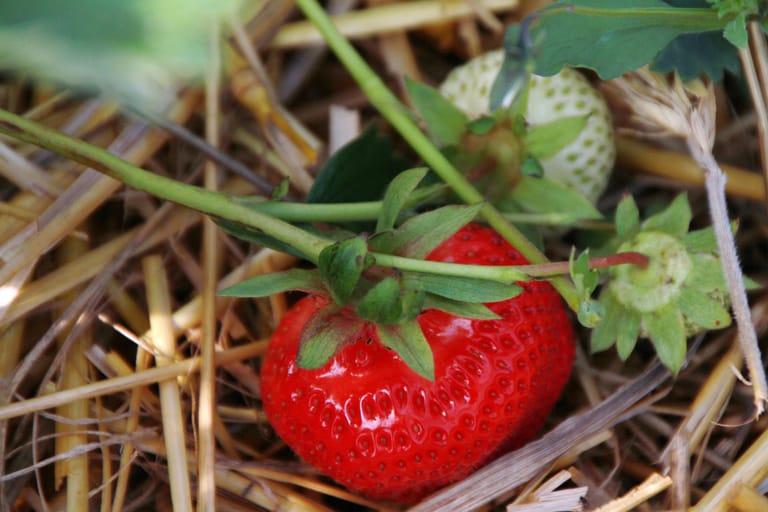 Kaufen oder pflücken Sie nur ganz rote Früchte. Lassen Sie besser die Finger von Erdbeeren mit weißen oder grünlichen Stellen. Erdbeeren reifen zwar noch etwas nach, der Zuckergehalt wird aber nicht mehr höher.