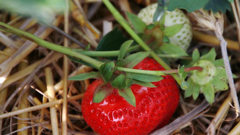 Kaufen oder pflücken Sie nur ganz rote Früchte. Lassen Sie besser die Finger von Erdbeeren mit weißen oder grünlichen Stellen. Erdbeeren reifen zwar noch etwas nach, der Zuckergehalt wird aber nicht mehr höher.
