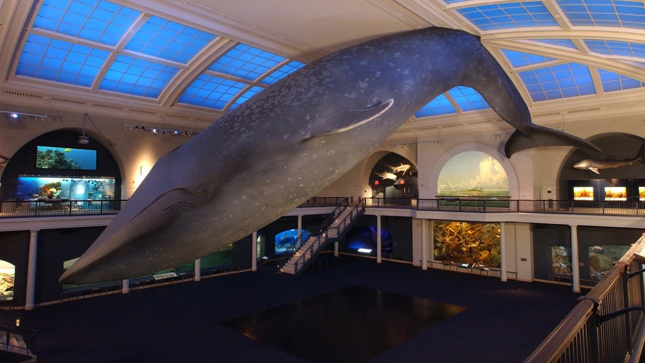 Unter dem riesigen Wal-Modell können Kinder im Museum übernachten.