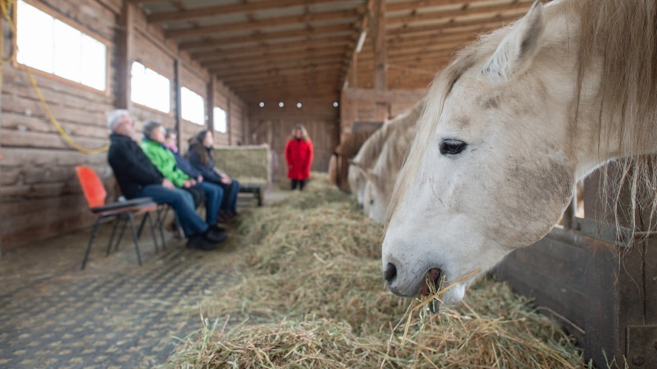 Das kommt den Teilnehmern eines Teamtrainings auf einer Pferdefarm in Bredow zugute.