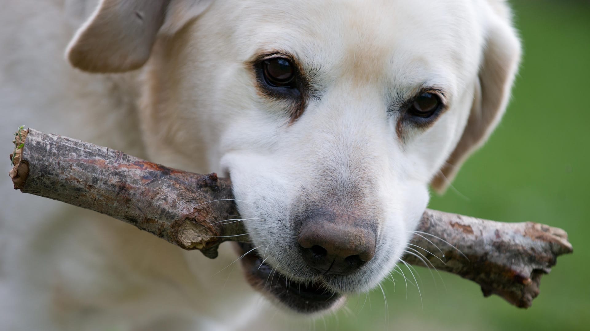 Hund und Stöckchen