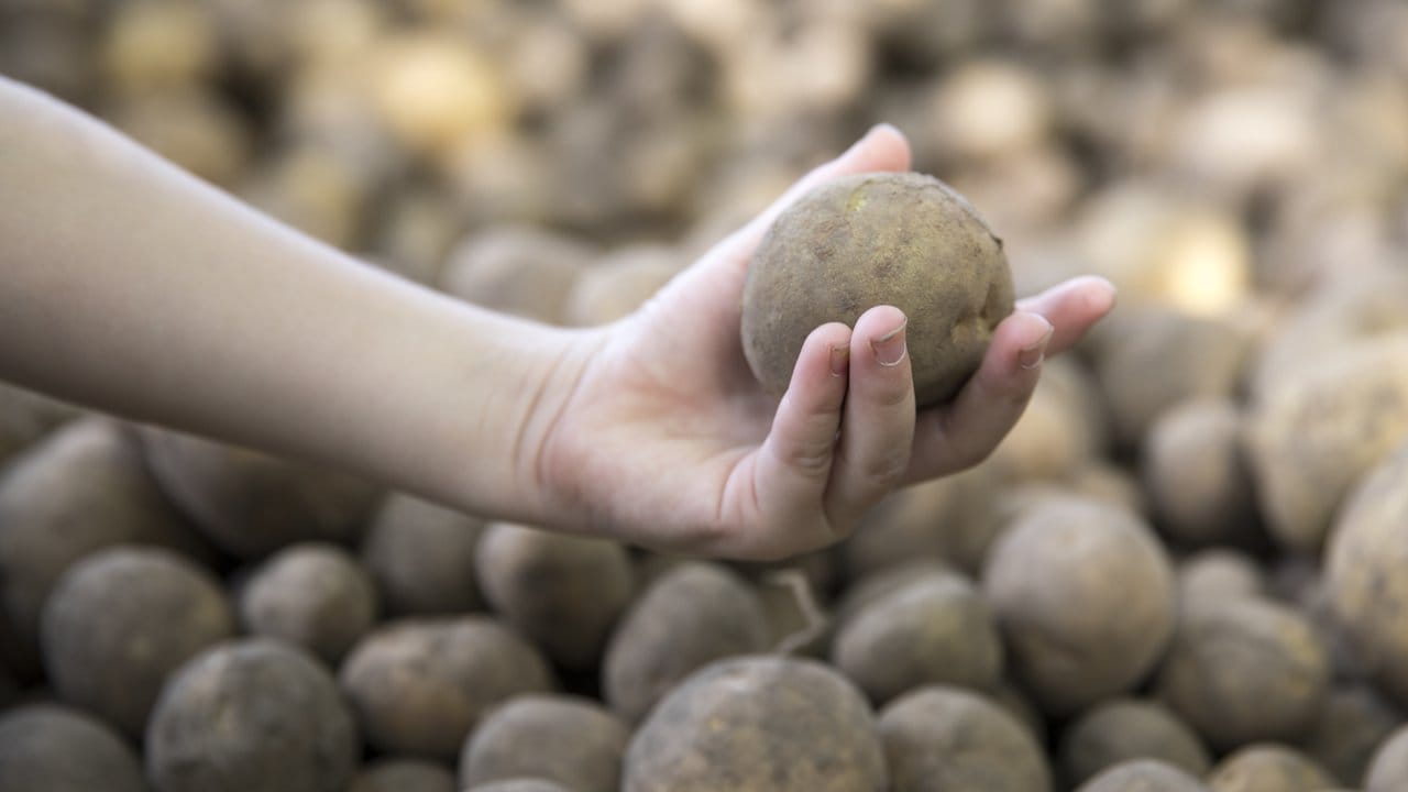 Bei der Kartoffel geht die Anzahl der Sorten weltweit in die Tausende - in der EU sind knapp 310 Sorten für den Anbau zugelassen.