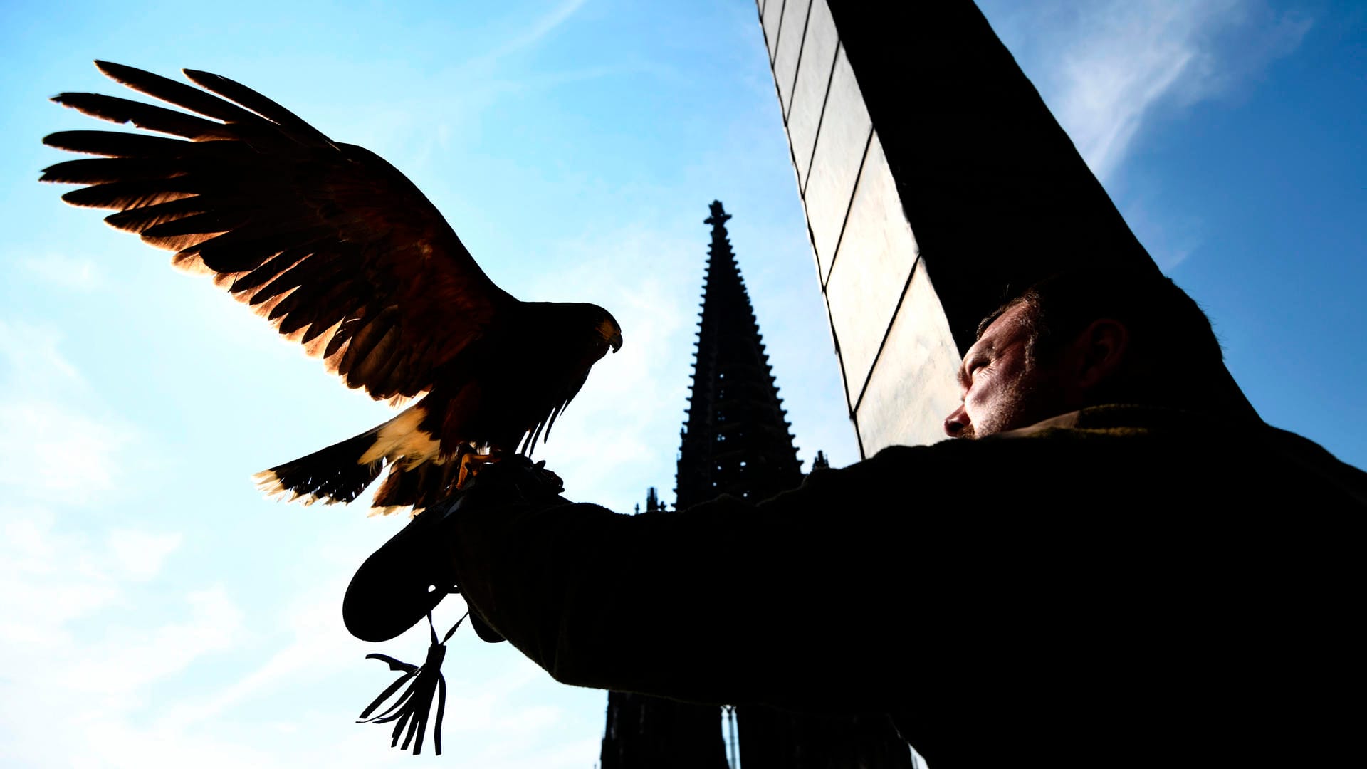 Falkner am Kölner Dom