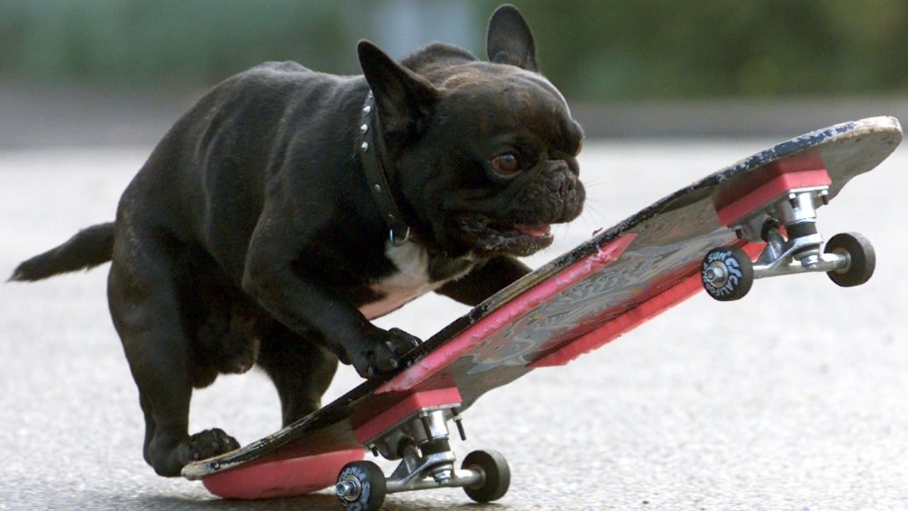 Die französiche Bulldogge Bruno steigt auf ein Skateboard.