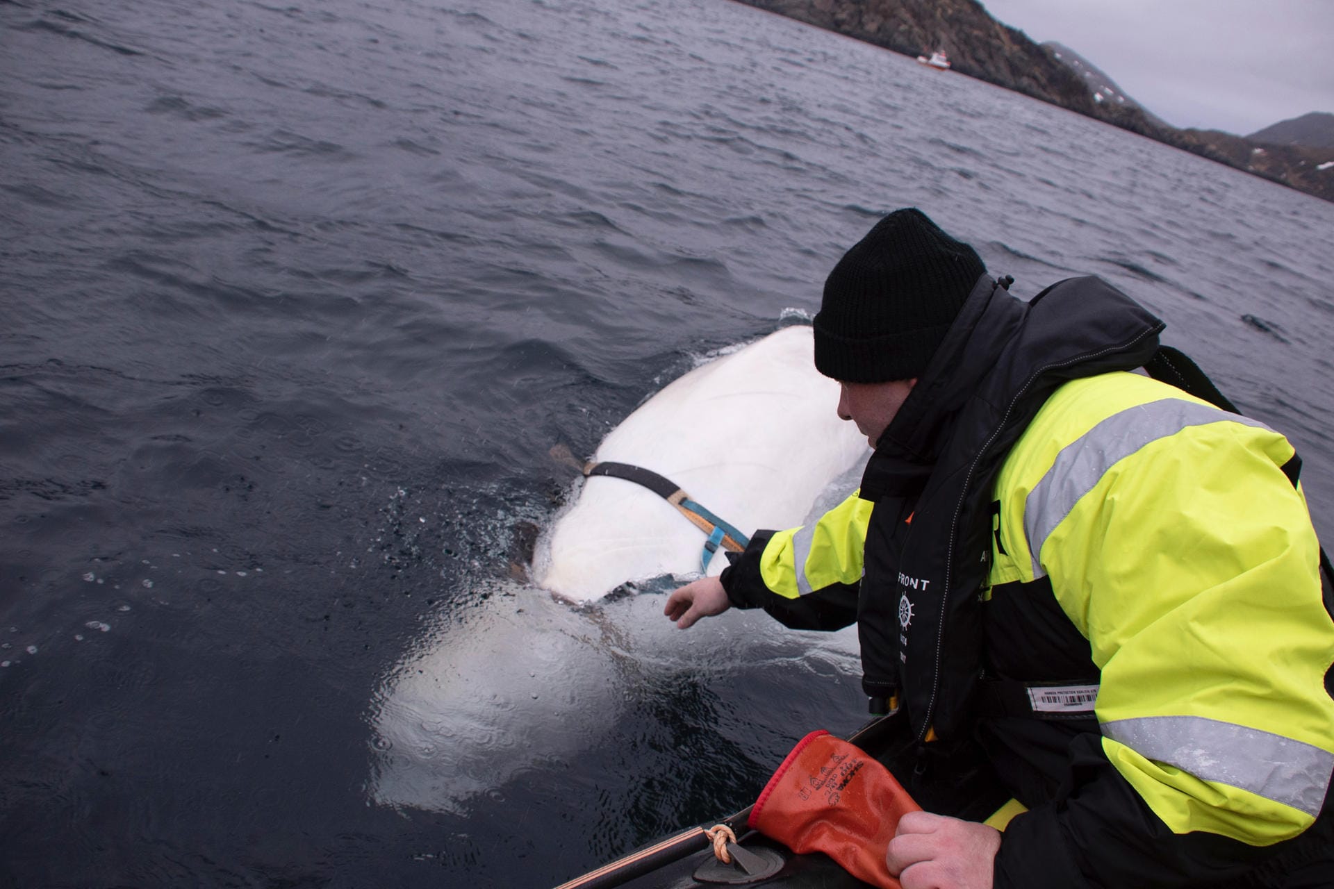 Norwegen: Der Fischer Joergen Ree Wiig nähert sich dem Beluga-Wal und untersucht, was an seinem Körper befestigt ist.