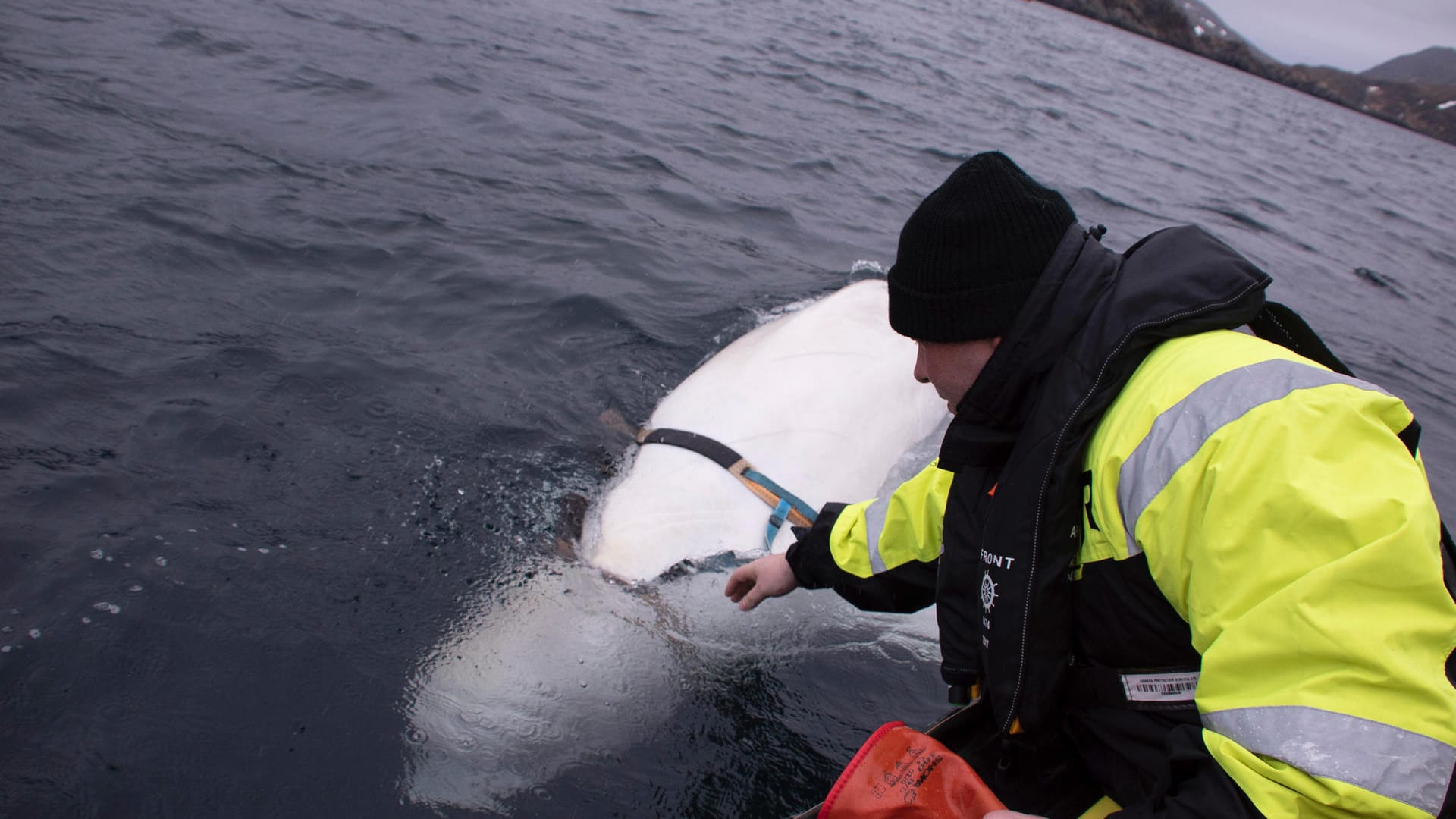 Norwegen: Der Fischer Joergen Ree Wiig nähert sich dem Beluga-Wal und untersucht, was an seinem Körper befestigt ist.