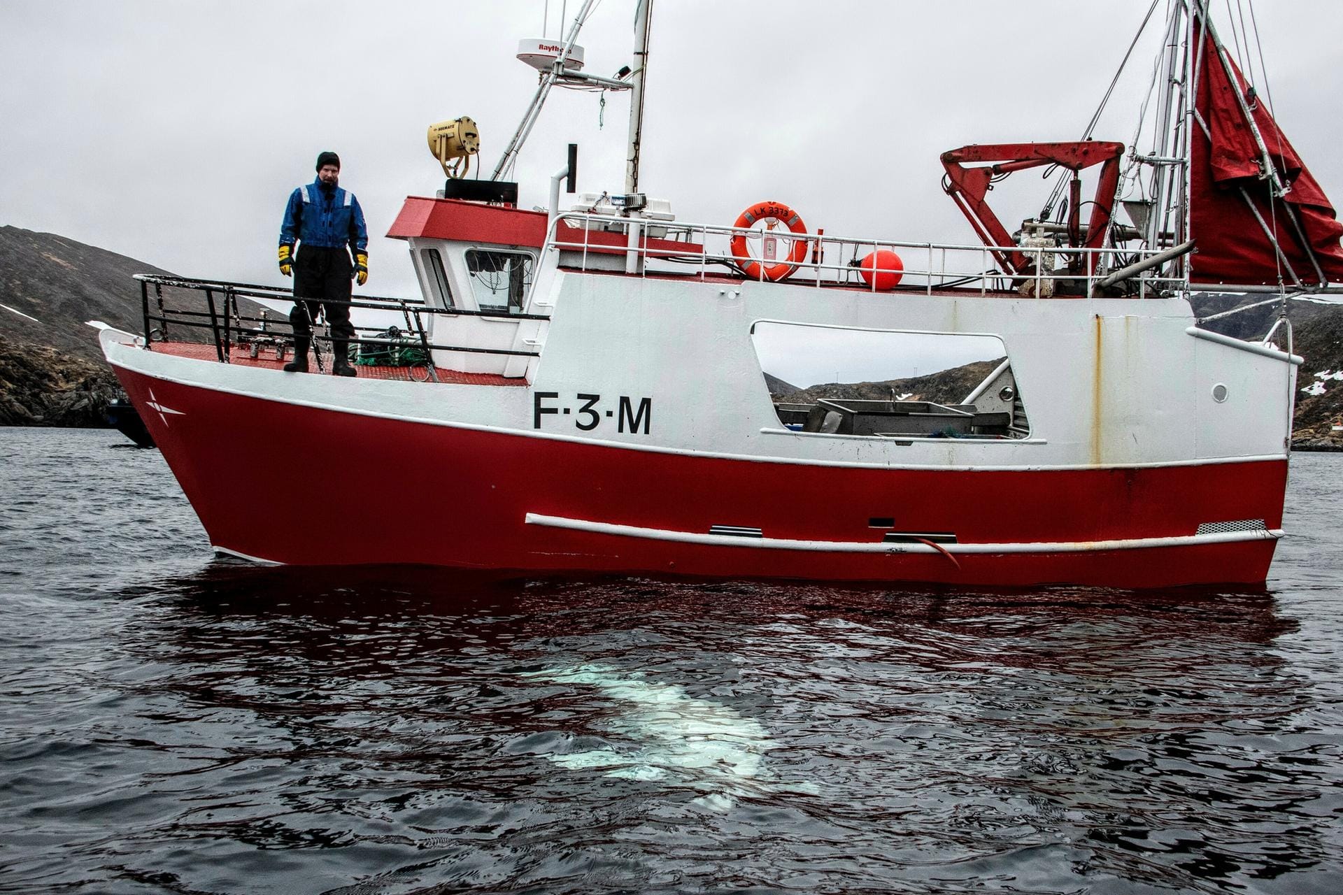 Die Botschaft: Fischer befreien den Wal von einem Geschirr, das aufgrund des Schriftzuges "Equipment St. Petersburg" für Spekulationen über die Herkunft des Wals sorgt.