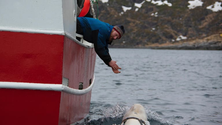 Der Wal am Fischerboot: Der "Guardian" schreibt, dass die Norweger auf das Tier aufmerksam wurden, weil es angefangen hat das Boot zu umkreisen.