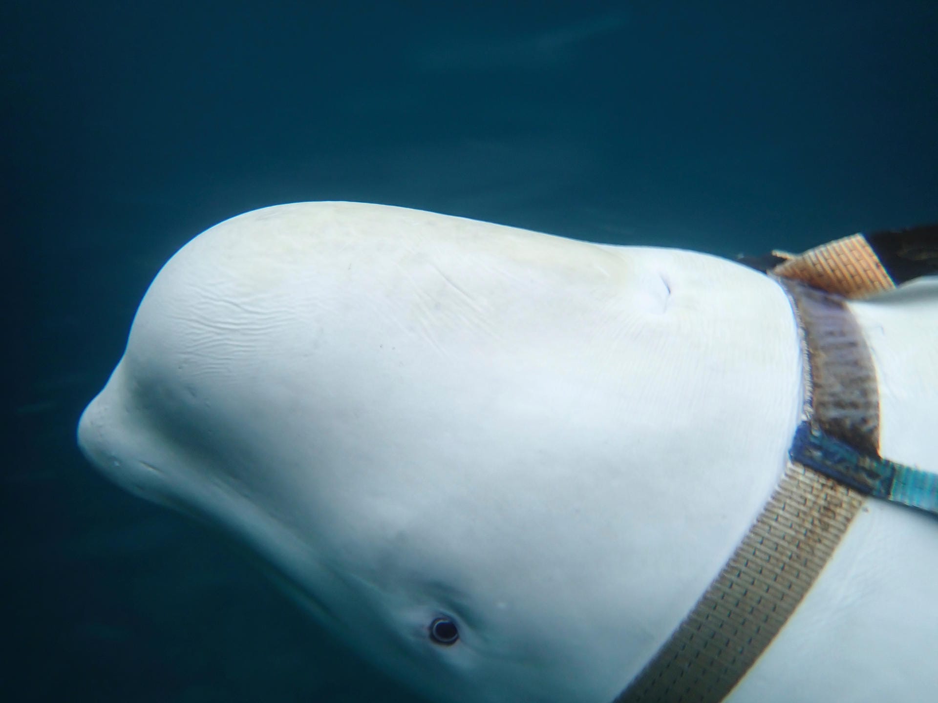 Eine Unterwasseraufnahme des Wals: Dieser Beluga-Wal könnte als Geheimwaffe von Russland eingesetzt werden. An dem Geschirr sind vermutlich Waffen oder eine Kamera angebracht worden.
