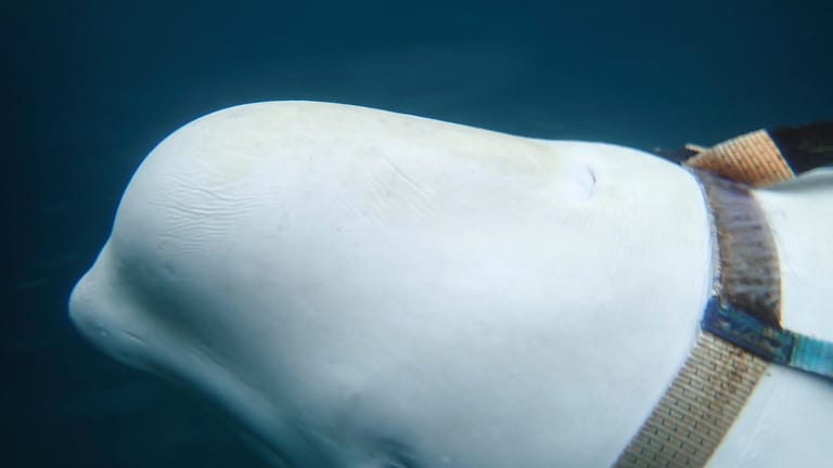 Eine Unterwasseraufnahme des Wals: Dieser Beluga-Wal könnte als Geheimwaffe von Russland eingesetzt werden. An dem Geschirr sind vermutlich Waffen oder eine Kamera angebracht worden.