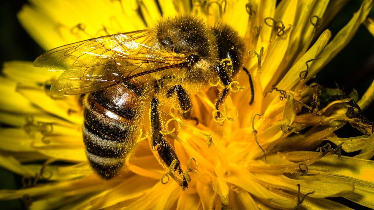 Eine mit Blütenpollen bedeckte Biene sitzt auf einem Löwenzahn.