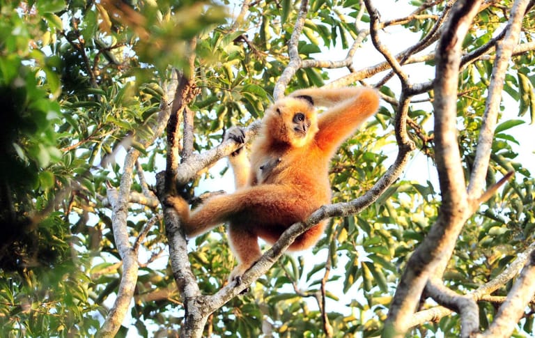 Hainan-Gibbon: Die Affenart lebt auf der chinesischen Insel Hainan im Osten des Landes. Nach Schätzungen von Experten gibt es nur noch 20 Exemplare.