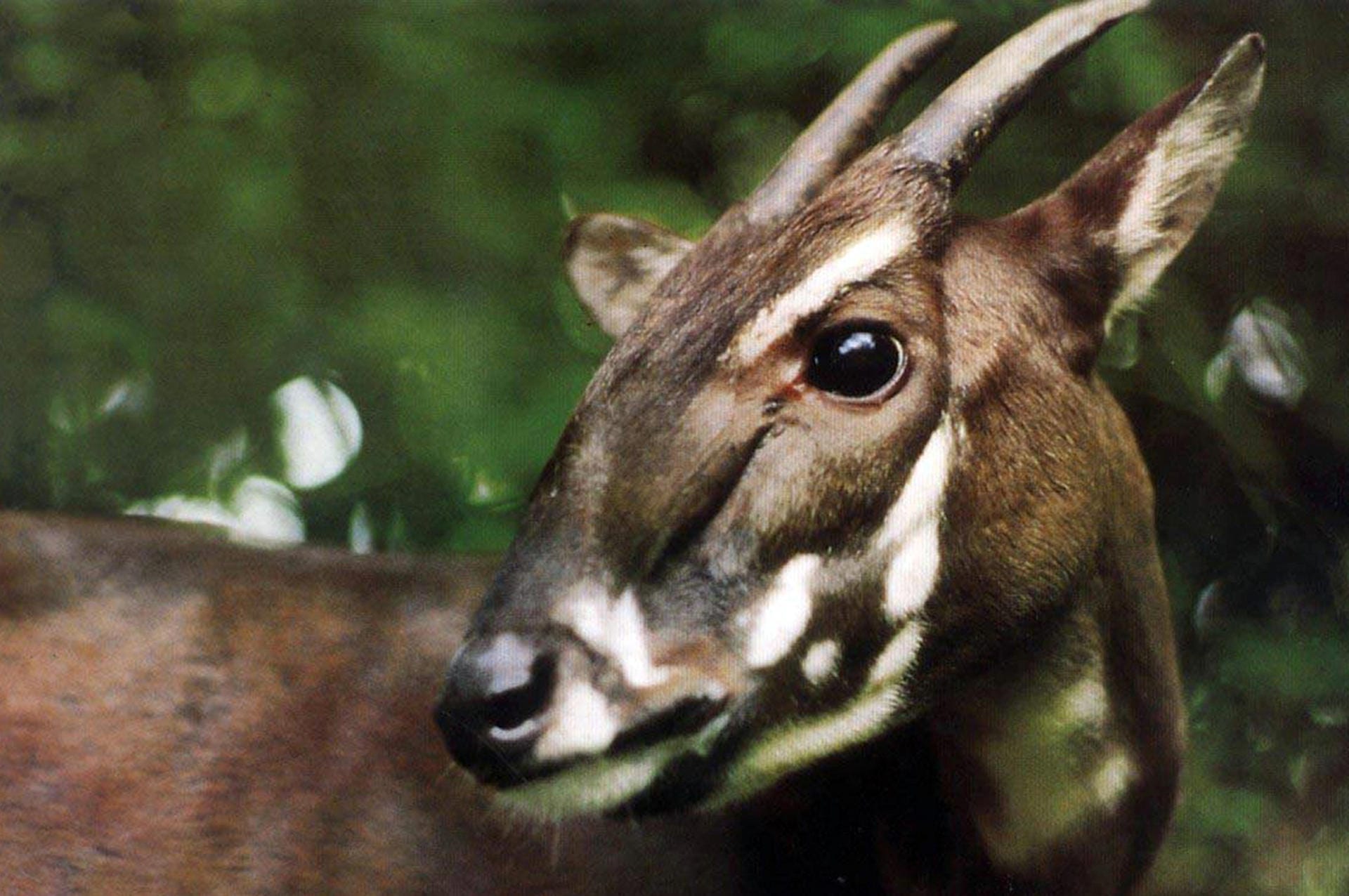 Saola-Waldrind: Das Tier lebt in Laos und Vietnam. Durch Jäger wurden das Saola immer seltener – mittlerweile gibt es nur noch sehr wenige Exemplare.