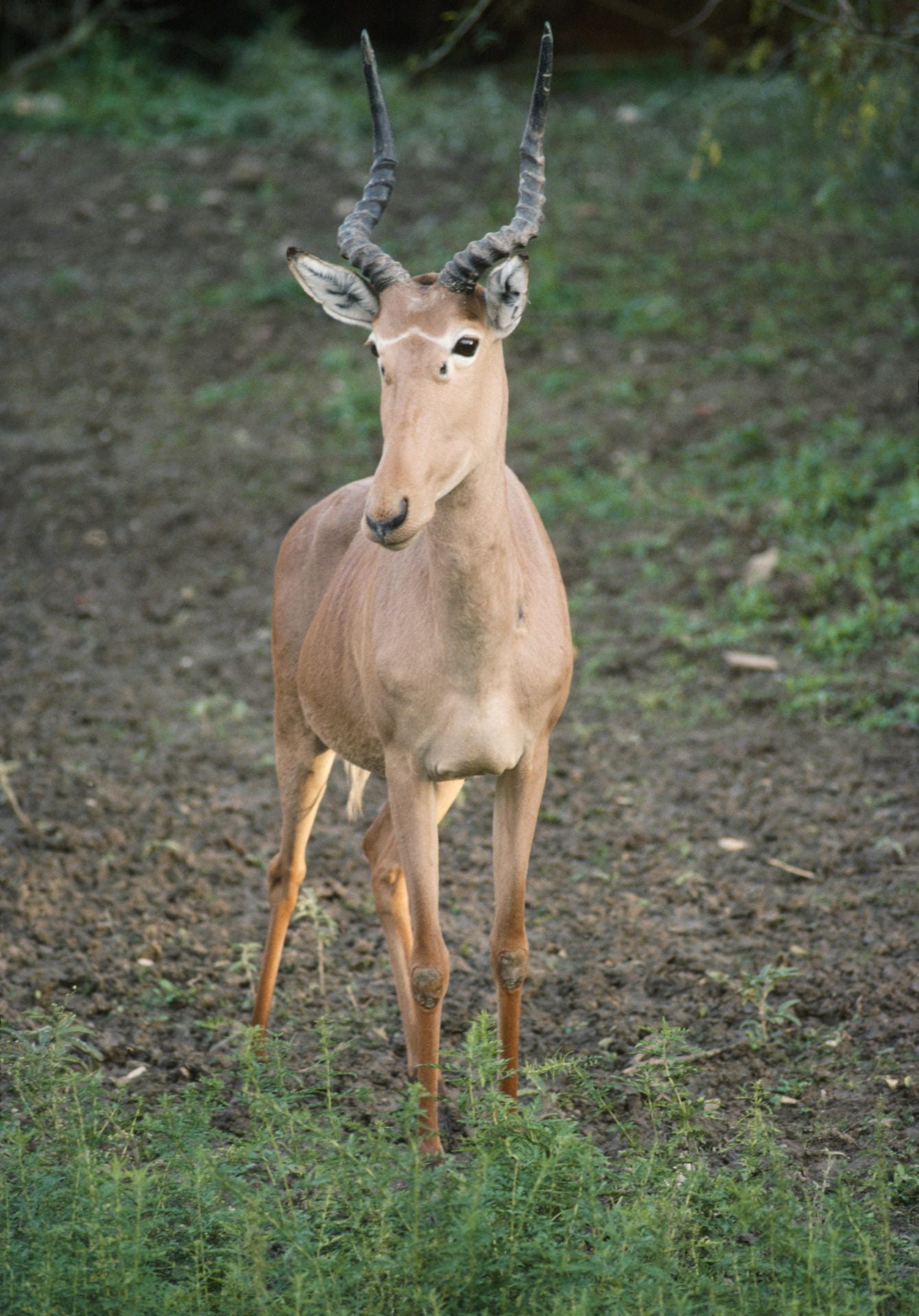 Hunter-Antilope: Das Tier lebt an der Küste Somalias und Kenias. Weil es sich den Lebensraum immer häufiger mit Nutztieren teilen muss, findet es kaum noch Nahrung.