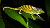 Tarzan-Chamäleon: Die Art lebt auf Madagaska. Eigentlich ist das Tier grün, bei Gefahr färbt es sich gelb. Es wurde 2010 entdeckt und zählt zu den bedrohtesten Tierarten der Welt.