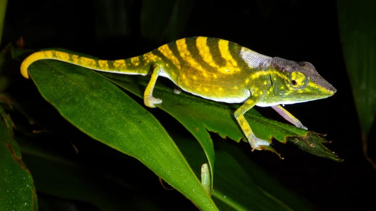 Tarzan-Chamäleon: Die Art lebt auf Madagaska. Eigentlich ist das Tier grün, bei Gefahr färbt es sich gelb. Es wurde 2010 entdeckt und zählt zu den bedrohtesten Tierarten der Welt.