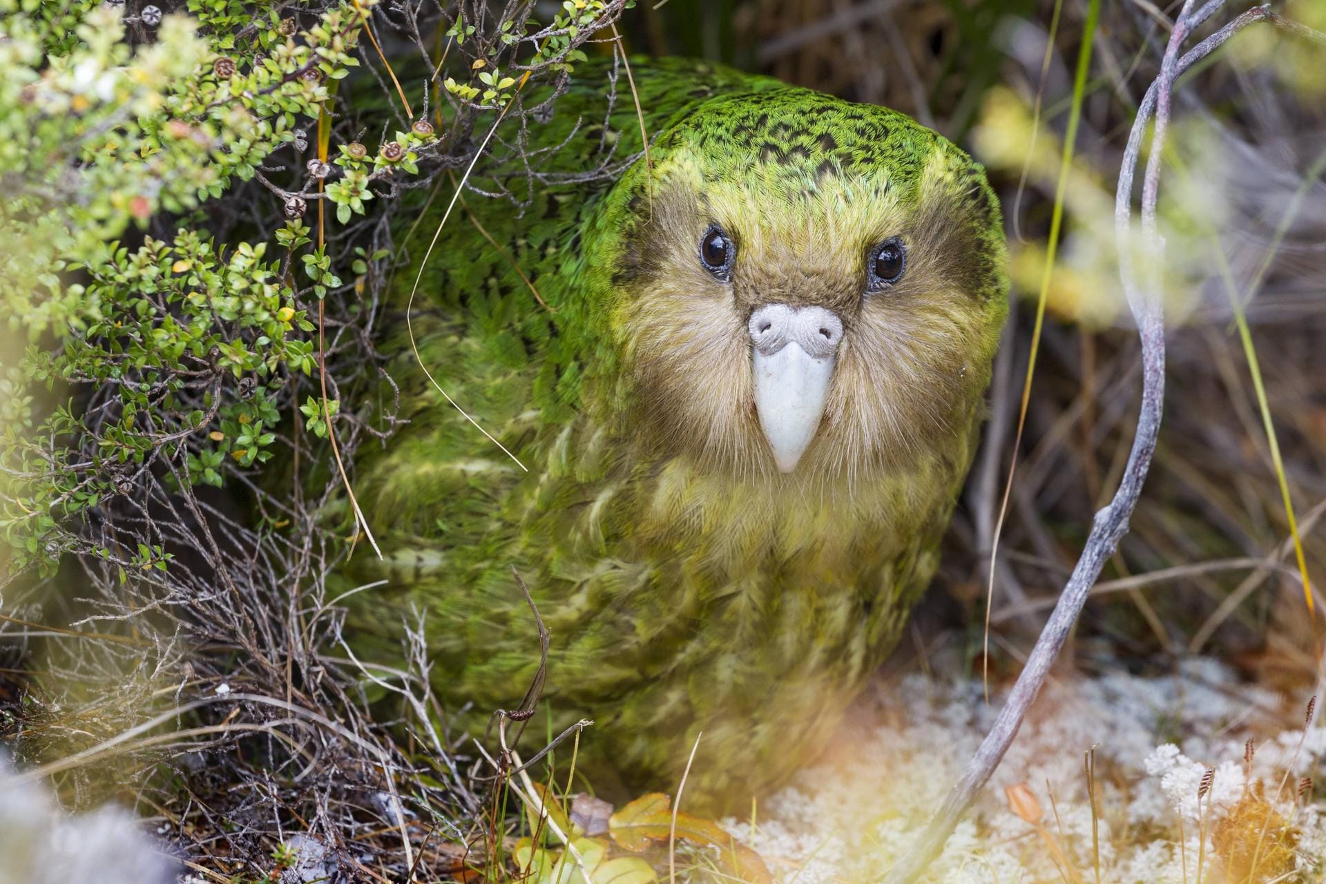 Kakapo: Die flugunfähige Papageienart lebt in Neuseeland. Es gibt noch 147 Exemplare. Die Fortpflanzung bei den Vögeln ist sehr schwierig. Sie paaren sich nur dann, wenn der Rimubaum Früchte trägt.
