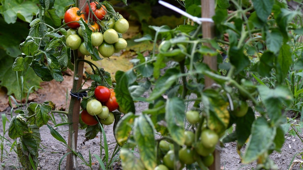 Um Krankheiten vorzubeugen, sollten Tomaten nicht zu dicht nebeneinander wachsen.