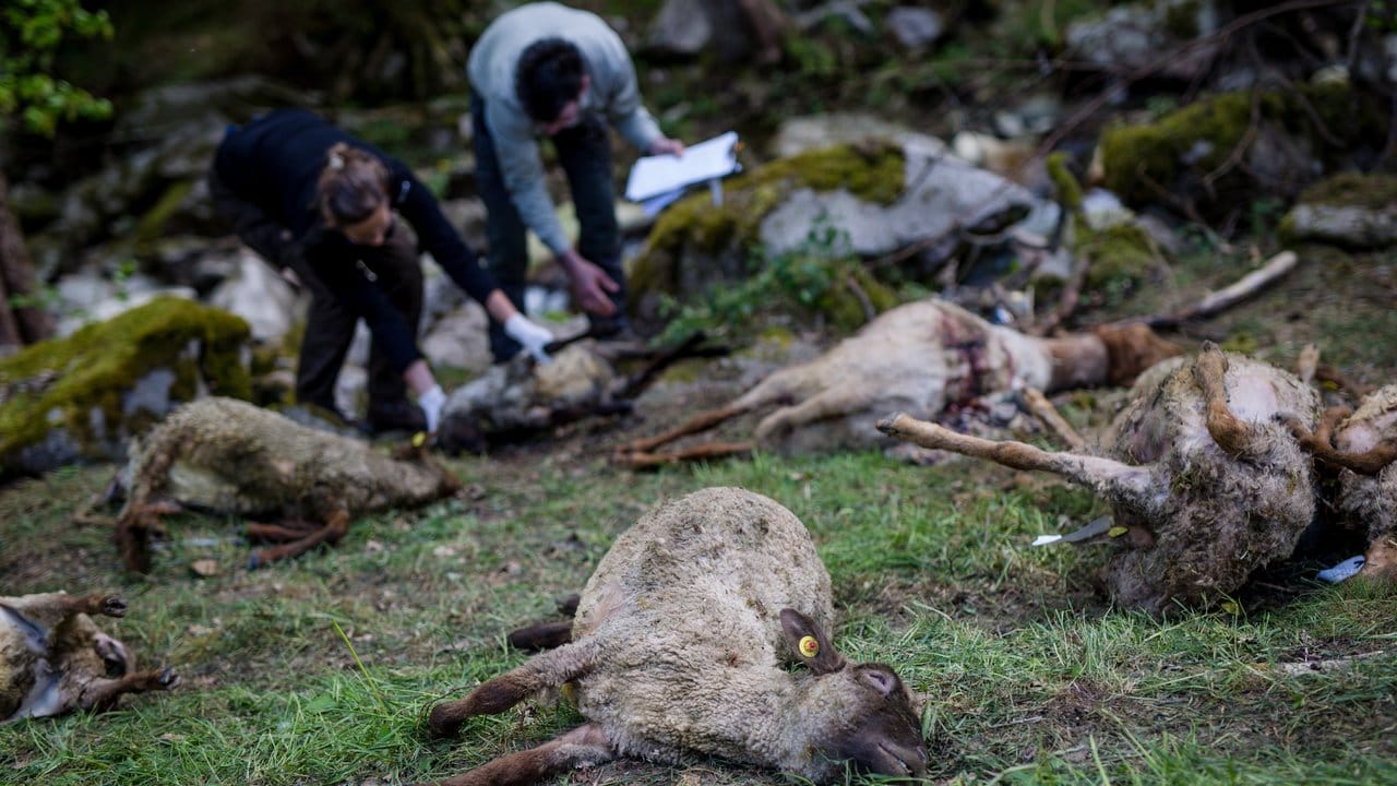 Zahlreiche tote Schafe werden von Vertretern der Forstlichen Versuchs- und Forschungsanstalt Baden-Württemberg (FVA) untersucht.