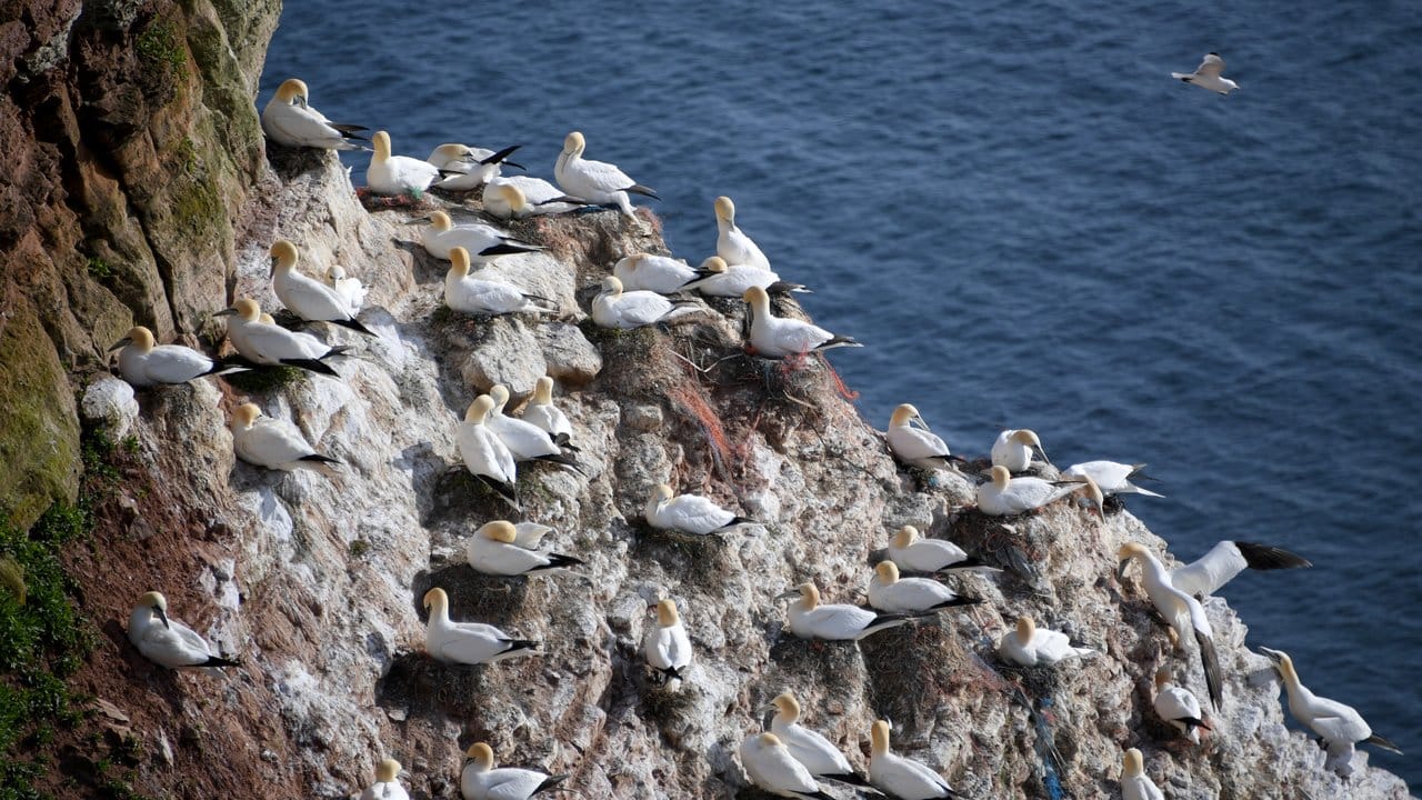 Basstölpel sitzen auf ihren Nestern auf der Nordseeinsel Helgoland.