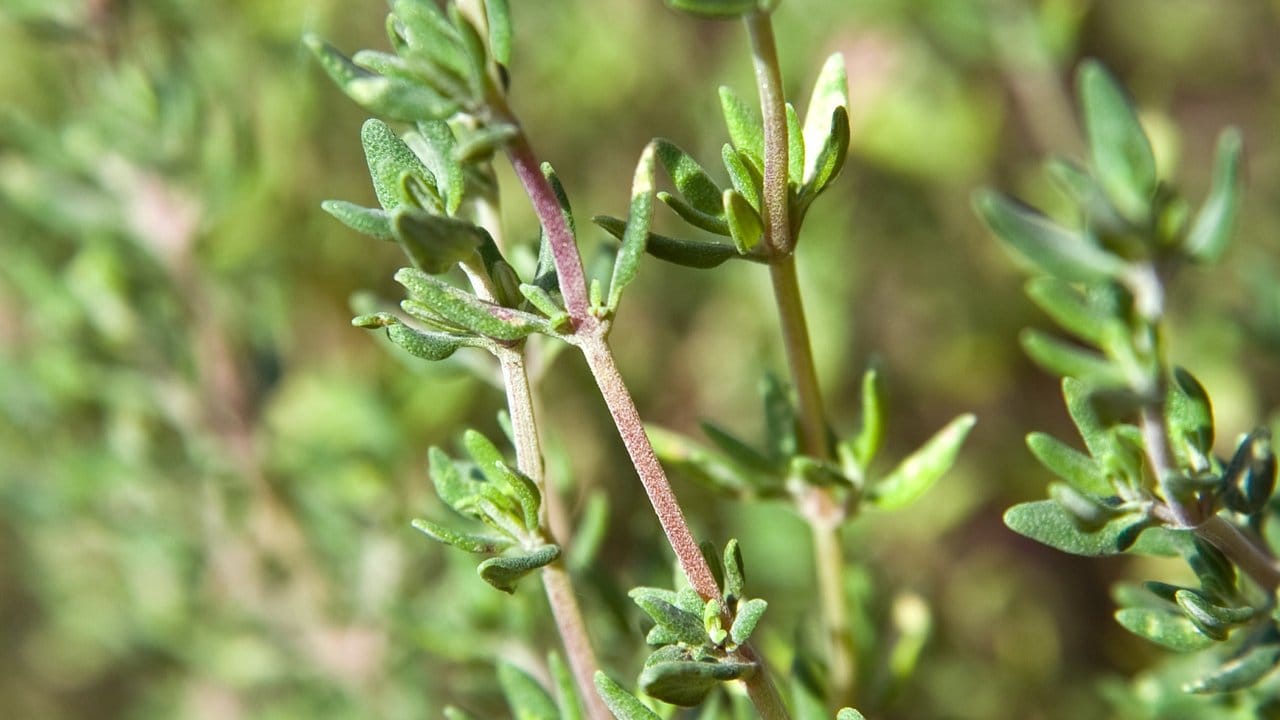 Mehr als ein Gewürz: Thymian verleiht vielen Gerichten das gewisse Etwas - und hilft auch bei Erkältungen, in Sirupform etwa. Mehr als ein Gewürz: Thymian verleiht vielen Gerichten das gewisse Etwas - und hilft auch bei Erkältungen, in Sirupform etwa.