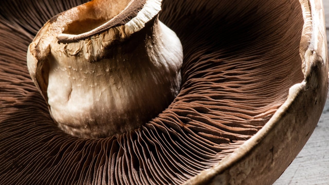 Der Portobello sieht aus wie ein Champignon in XXL. Der Portobello sieht aus wie ein Champignon in XXL.
