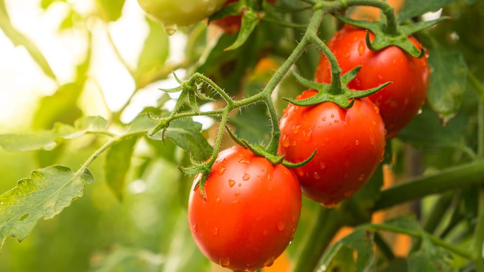 Tomaten: Die Pflanzen sollten bei einem Befall regelmäßig mit dem "Hexengebräu" bespritzt werden.