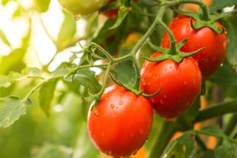 Tomaten: Die Pflanzen sollten bei einem Befall regelmäßig mit dem "Hexengebräu" bespritzt werden.