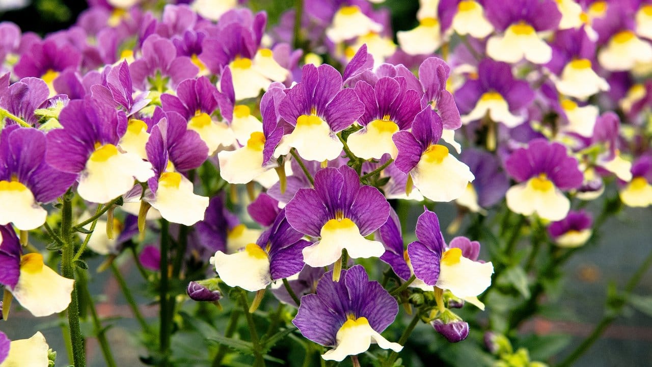 Der Elfenspiegel "Beerenschnute" trägt Blüten in Vanillegelb und Violett.