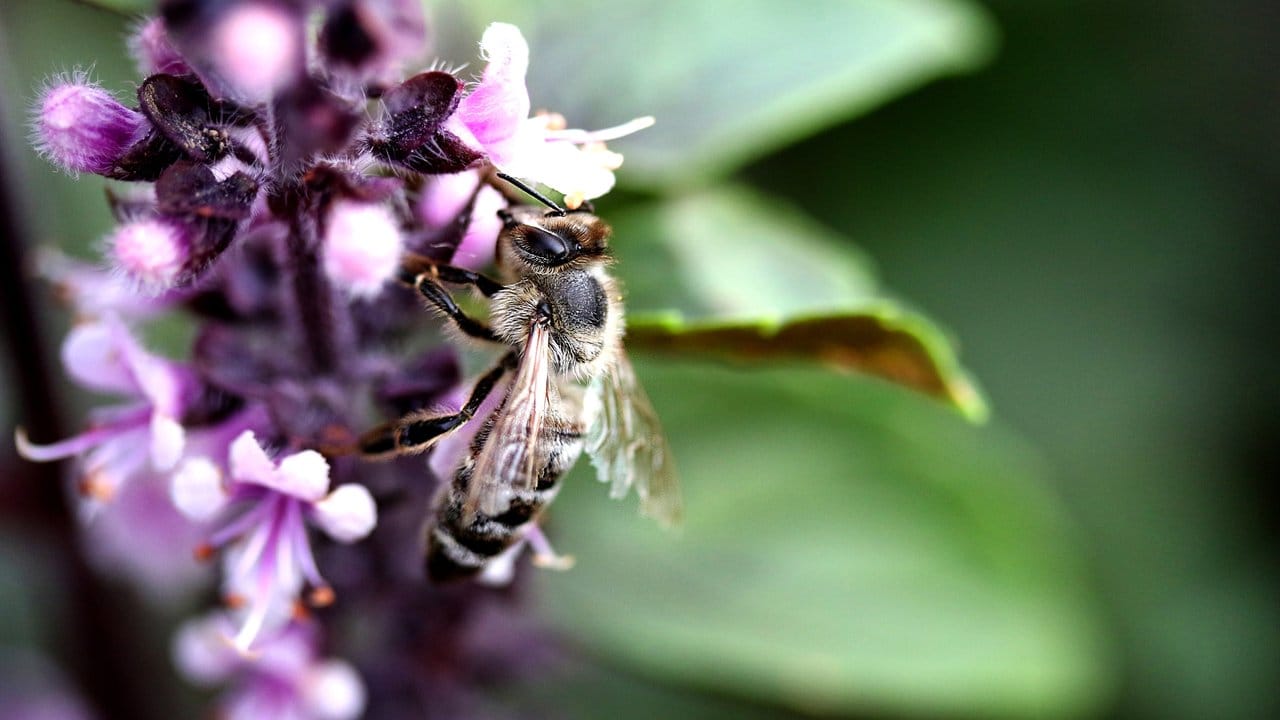 Bienen lieben den Duft der Blüten des afrikanischen Basilikums.