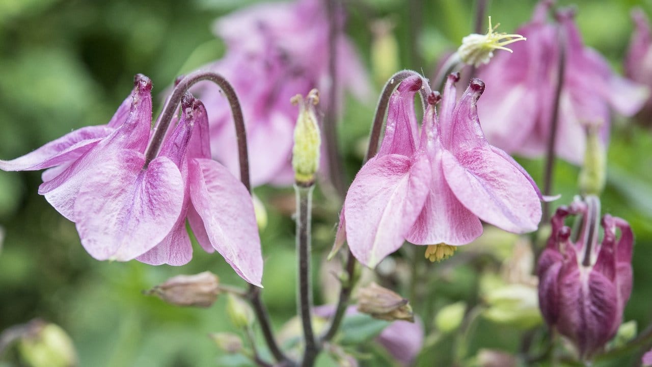 Auch heutige Zierpflanzen wie die Akelei finden sich in einem Hildegard von Bingen-Garten.