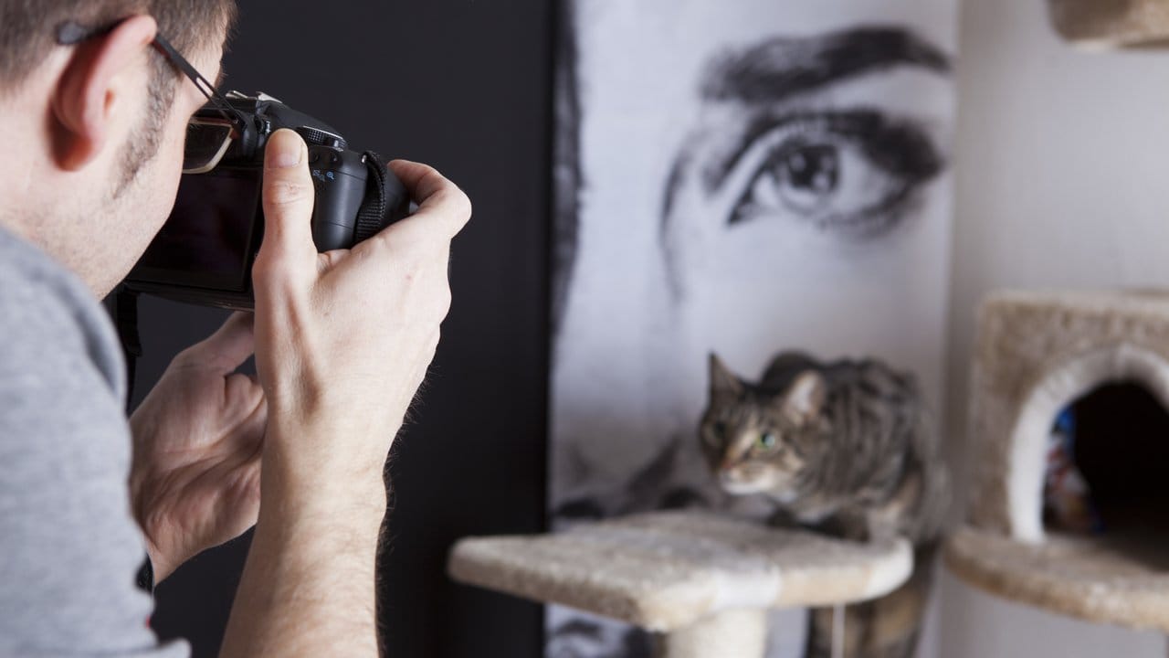 Damit die Katze auf dem Bild scharf erscheint, wählt der Fotograf lieber den kontinuierlichen Autofokus (AF-C).
