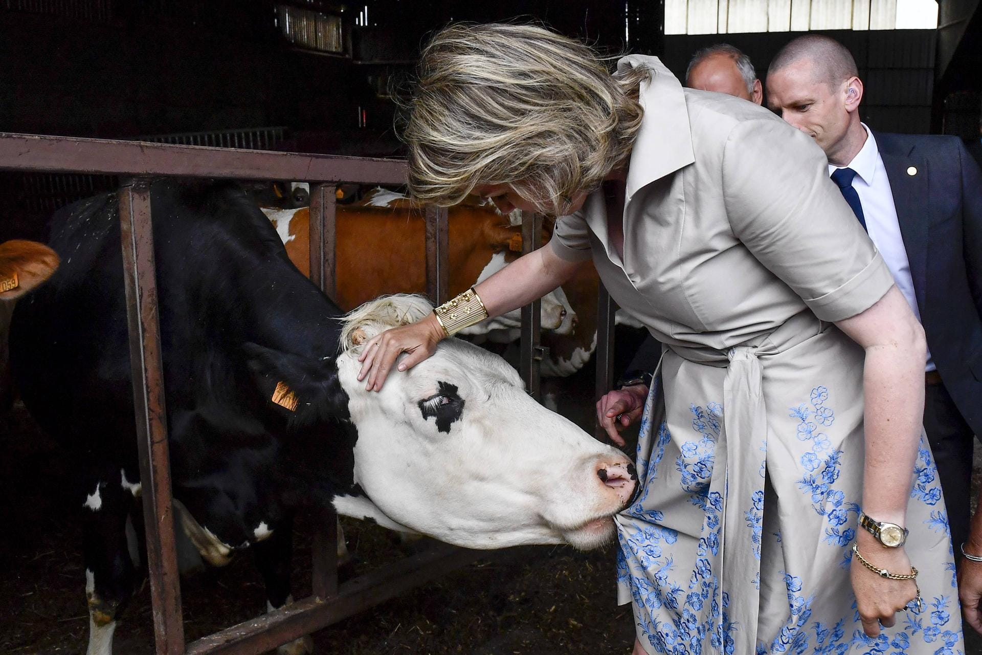 Genau diese Kuh schien Gefallen am Blumenkleid Mathildes gefunden zu haben.