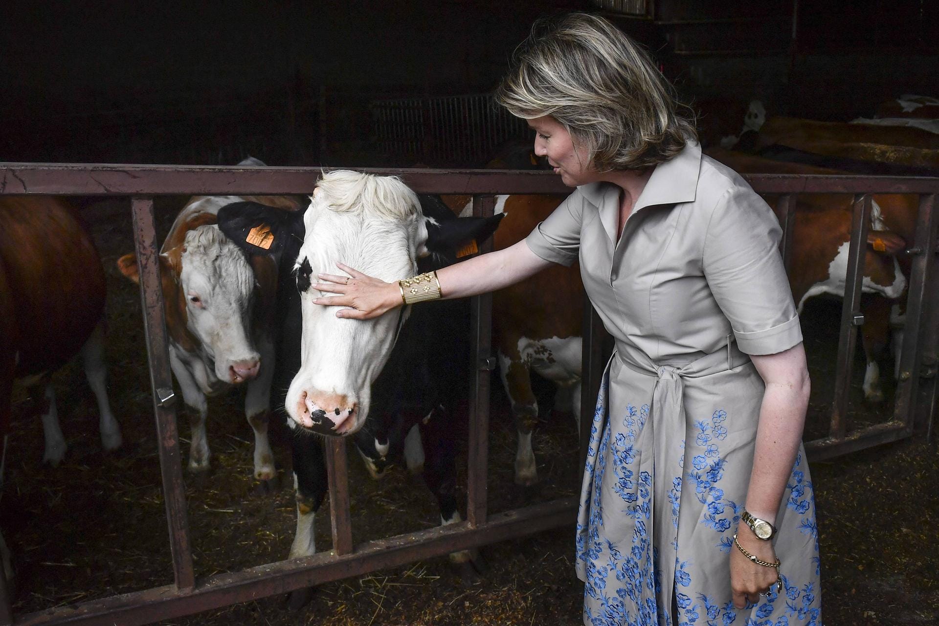 Die Königin hatte kein Problem damit, die Kühe zu streicheln.