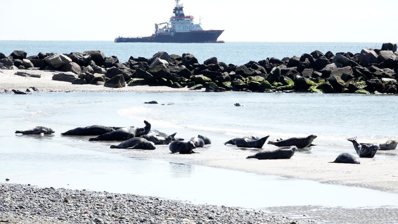 Robben liegen am Strand der Düne vor Helgoland.