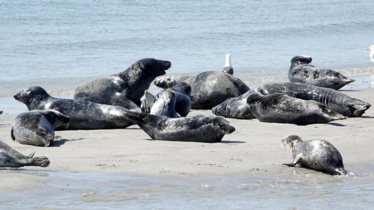 Robben liegen am Strand der Düne vor Helgoland.