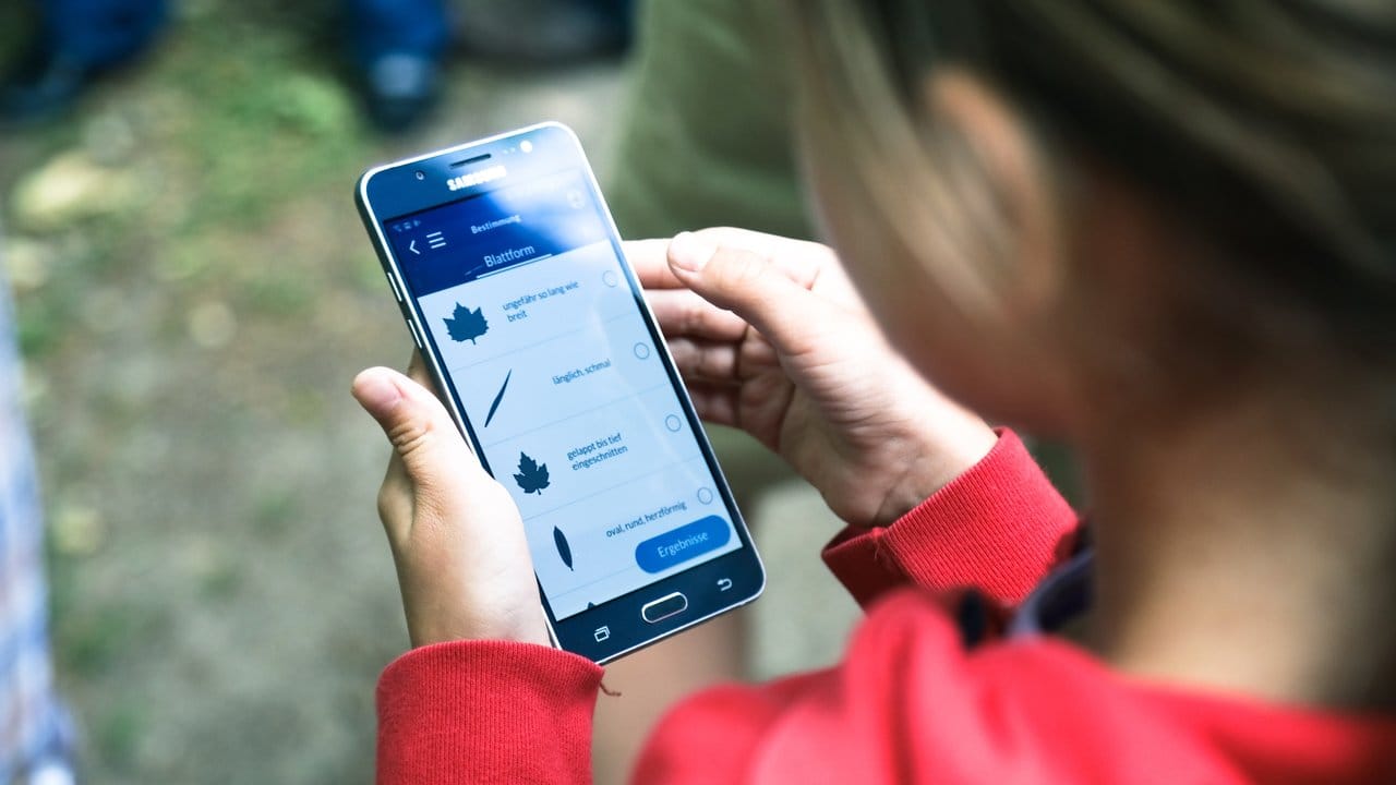 Mit der App "Naturblick" kann man unter anderem mit Angaben zur Form der Blätter Baumarten bestimmen.