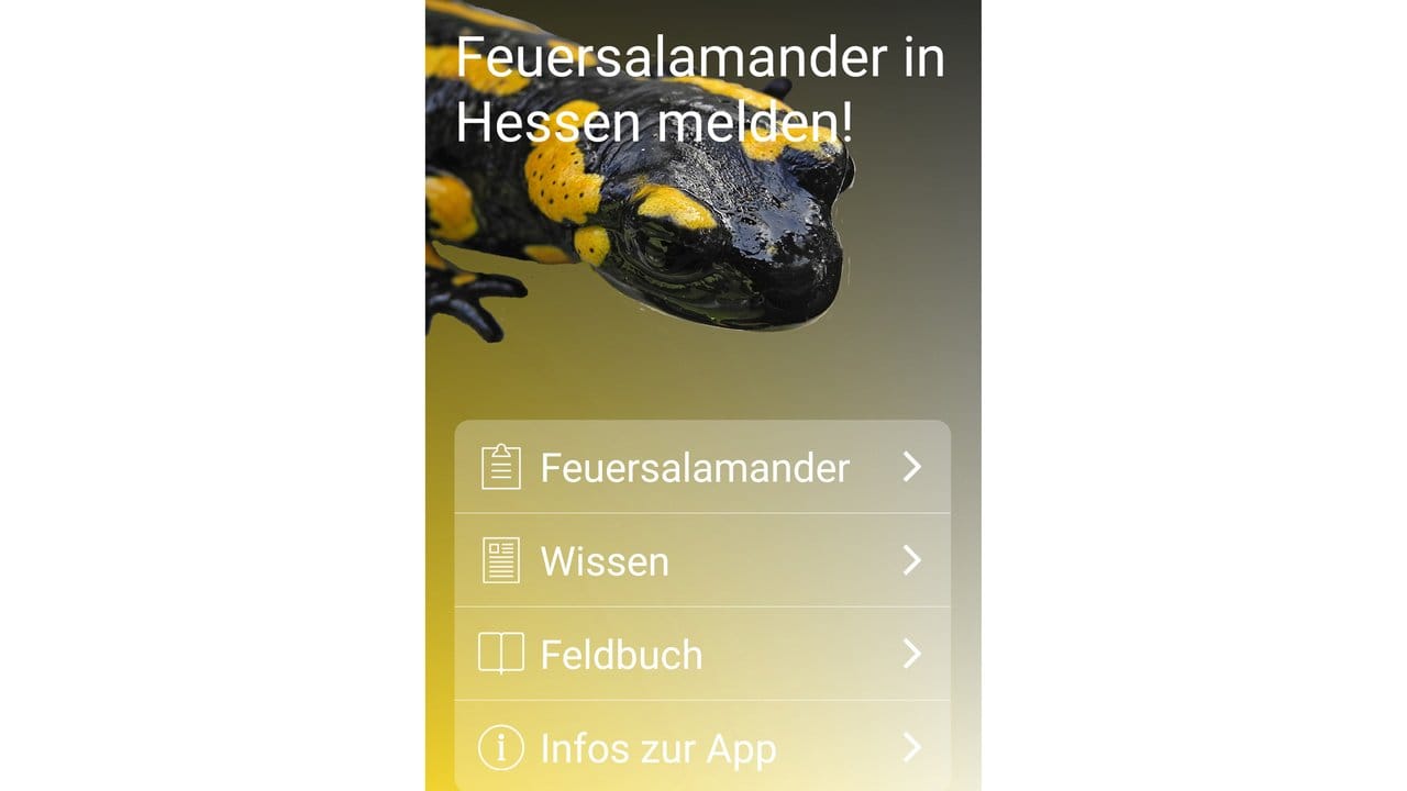 Seltenes Reptil gesucht! Die App "Feuersalamander in Hessen" gehört eher zur Kategorie Naturapps aus der Nische.