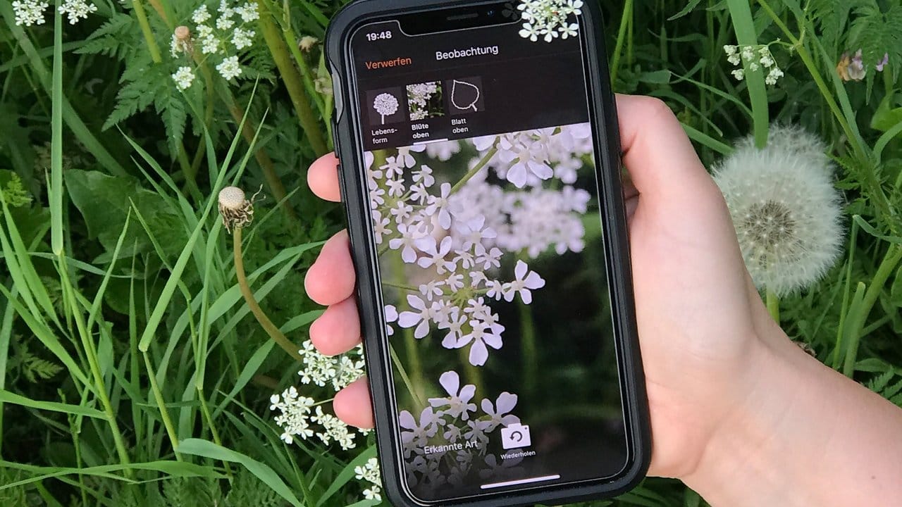Die Wildblumen auf der grünen Wiese lassen sich mit der App "Flora Incognita" der Technischen Universität Ilmenau erkunden.