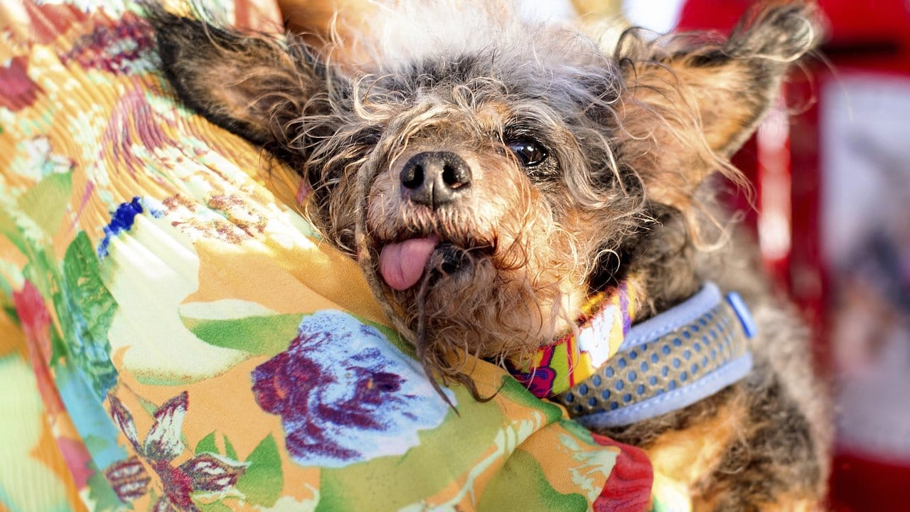 "Scamp the Tramp" ruht sich nach seinem Sieg beim World's Ugliest Dog Contest auf dem Arm seiner Frauchen aus.